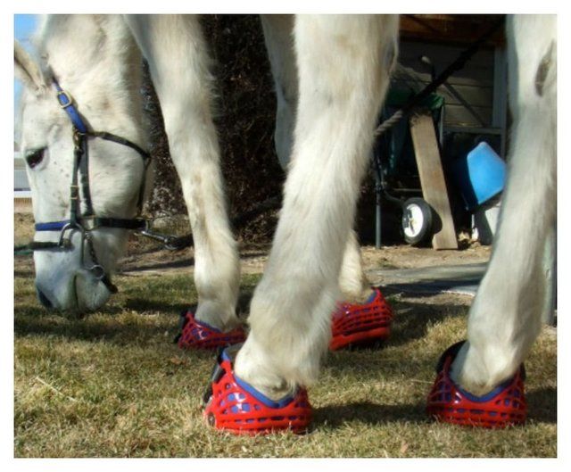 1470814033 20 cute photos of animals wearing shoes 7