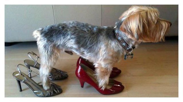 1470814983 20 cute photos of animals wearing shoes 10