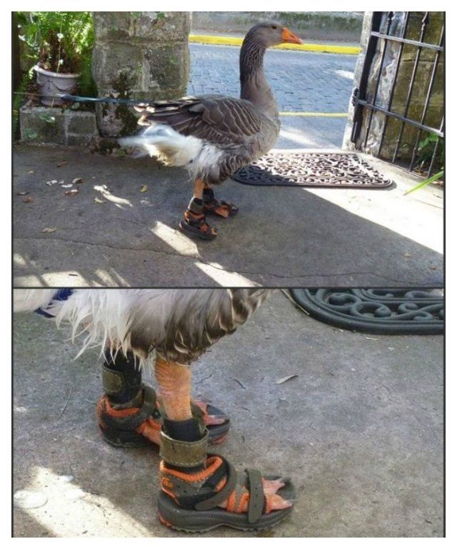 1470815000 20 cute photos of animals wearing shoes 11