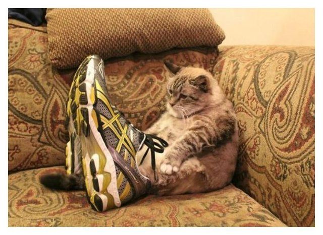1470815011 20 cute photos of animals wearing shoes 12