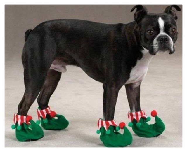 1470815338 20 cute photos of animals wearing shoes 13
