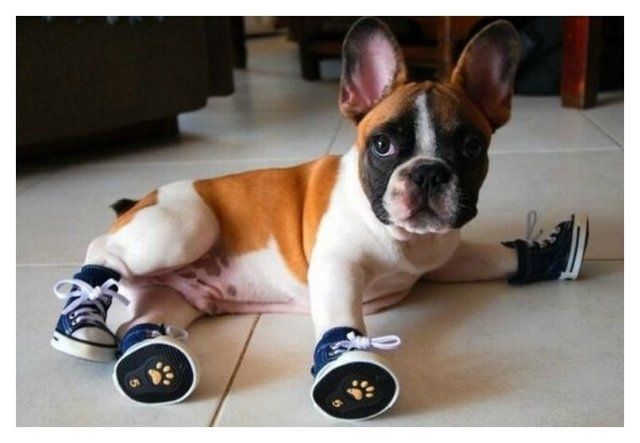 1470815372 20 cute photos of animals wearing shoes 15