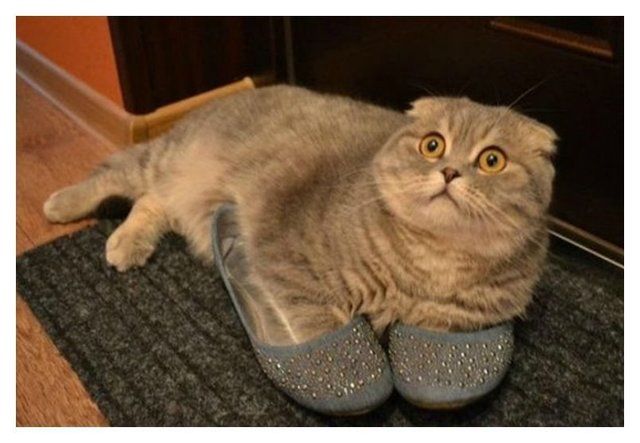 1470815792 20 cute photos of animals wearing shoes 18