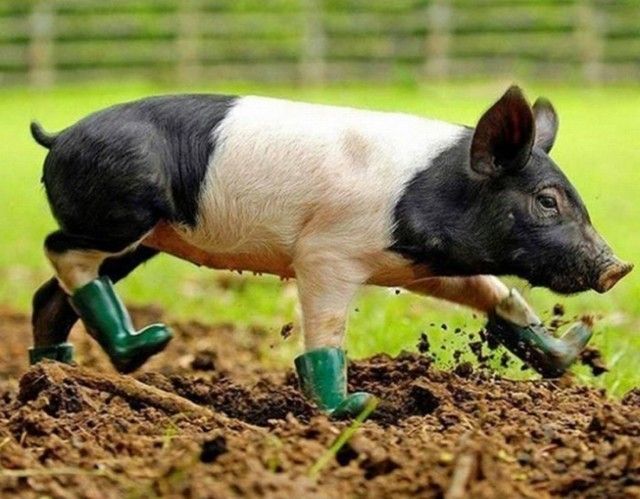 1470815805 20 cute photos of animals wearing shoes 19