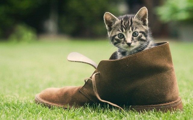 1470815821 20 cute photos of animals wearing shoes 20
