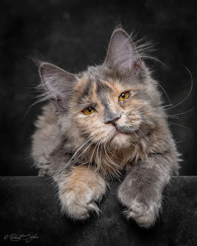 1471011792 maine coon cat photography robert sijka 23 57ad8ee420bcb  880
