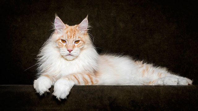 https://image.sistacafe.com/images/uploads/content_image/image/180979/1471011872-maine-coon-cat-photography-robert-sijka-52-57ad8f15b8efc__880.jpg