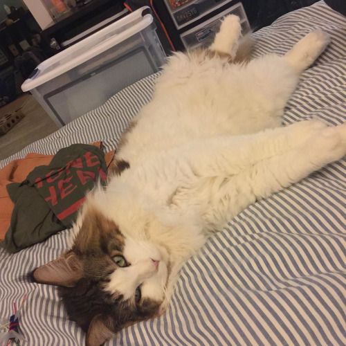 1471012824 tumblr o5pdgm3e9r1udmrgco1 500