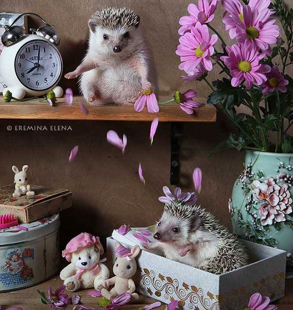 1471270379 hedgehogs photography elena eremina 41 57b187f8a20da  605