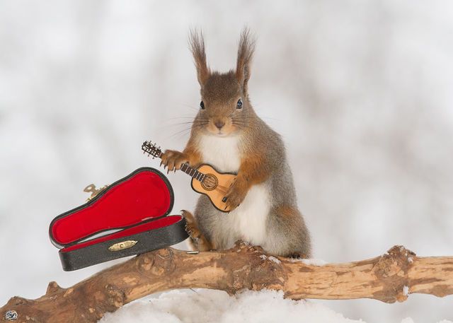 1471271759 i have shot photos from wild red squirrels with tiny music instruments this half year  880