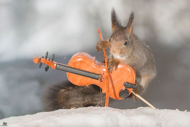 1471271766 i have shot photos from wild red squirrels with tiny music instruments this half year 2  880
