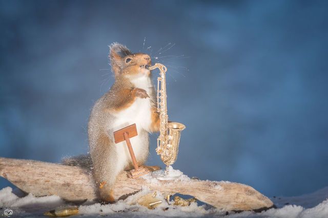 1471271776 i have shot photos from wild red squirrels with tiny music instruments this half year 4  880