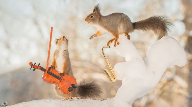 1471271801 i have shot photos from wild red squirrels with tiny music instruments this half year 13  880