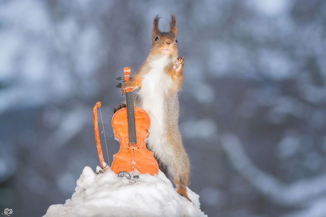 1471271813 i have shot photos from wild red squirrels with tiny music instruments this half year 8  880