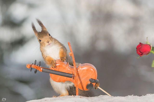 1471271871 i have shot photos from wild red squirrels with tiny music instruments this half year 5  880