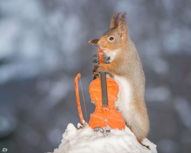 1471271889 i have shot photos from wild red squirrels with tiny music instruments this half year 3  880