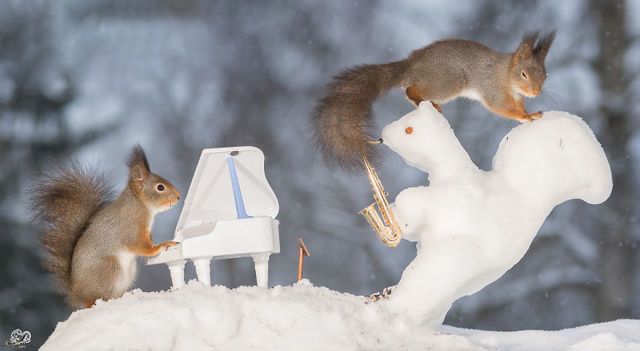 1471271897 i have shot photos from wild red squirrels with tiny music instruments this half year 11  880