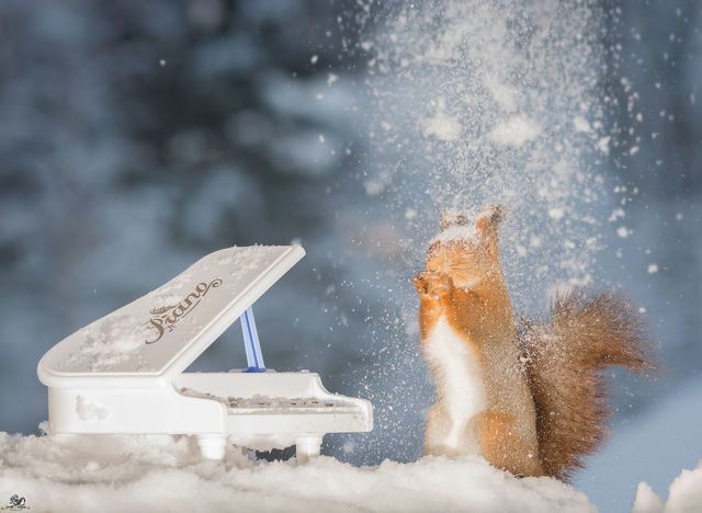 1471271904 i have shot photos from wild red squirrels with tiny music instruments this half year 14  880