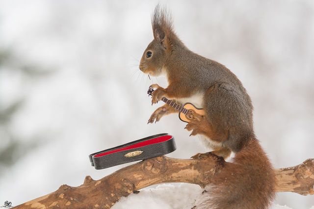 1471271922 i have shot photos from wild red squirrels with tiny music instruments this half year 16  880