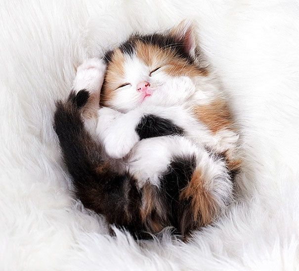 https://image.sistacafe.com/images/uploads/content_image/image/184079/1471411497-cute-kittens-4-57b30a939dff5__605.jpg
