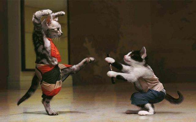 1471845185 funny karate cat