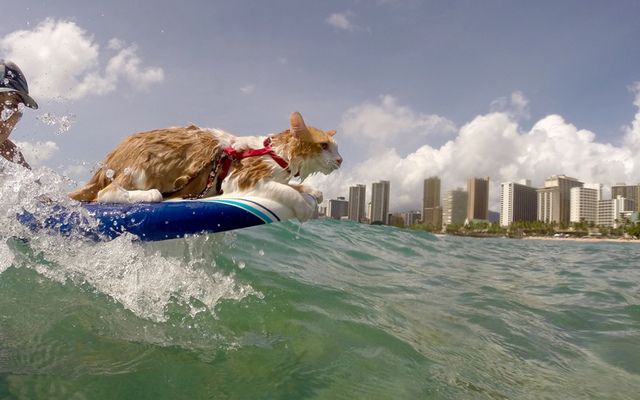 1471845470 kuli cat surfing w 3541369k