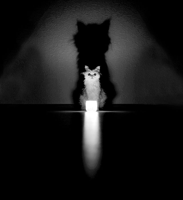 1472712675 mysterious cat photography black and white 68 57c5830d775b6  880