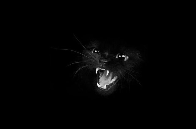 1472712682 mysterious cat photography black and white 60 57c03e9752c9d  880