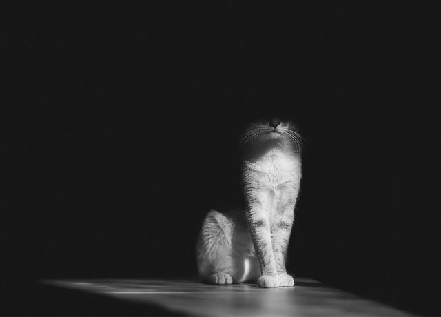 1472712688 mysterious cat photography black and white 28 57bffb1762bfc  880