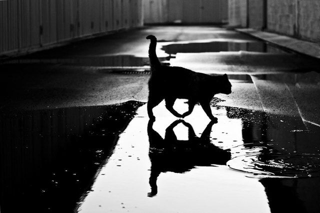 1472712714 mysterious cat photography black and white 20 57bffb077ad7b  880