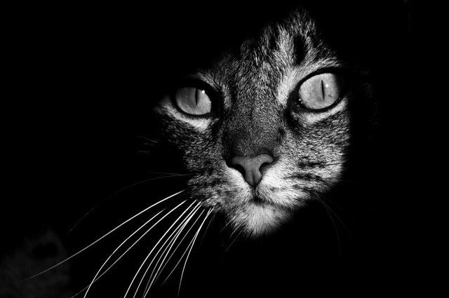 1472712719 mysterious cat photography black and white 1 57bffb43091ee  880