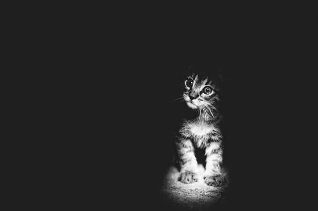 1472712733 mysterious cat photography black and white 41 57bffb3592e68  880