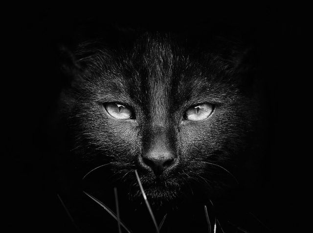 1472712793 mysterious cat photography black and white 59 57c03e696637a  880