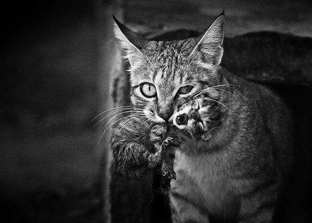 https://image.sistacafe.com/images/uploads/content_image/image/197197/1472712800-mysterious-cat-photography-black-and-white-44-57bffb3cad784__880.jpg