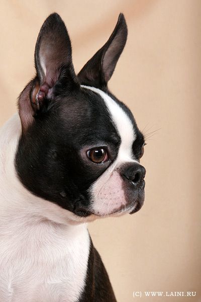 ลายเล็บ French Bulldog