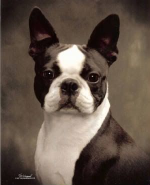 ลายเล็บ Frenchie