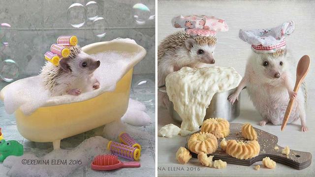 1473062304 the secret life of hedgehogs  21 adorable photos that will make your day better