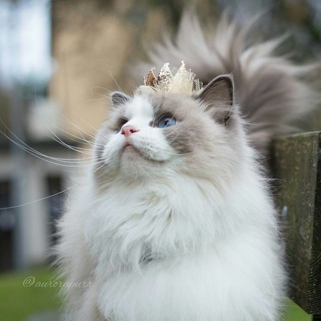 https://image.sistacafe.com/images/uploads/content_image/image/202216/1473140047-13437330_1744696222414969_1084321909_n-57c0480fbfbe6__700.jpg