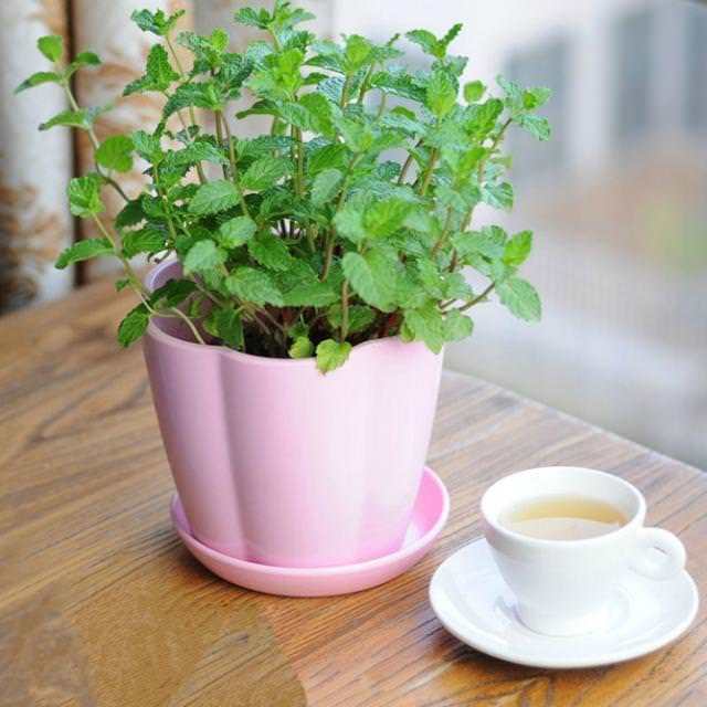 https://image.sistacafe.com/images/uploads/content_image/image/204678/1473353831-best-herbs-to-grow-indoors-1.jpg