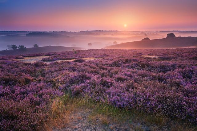 1473396447 purple hills 57d1119a80661  880
