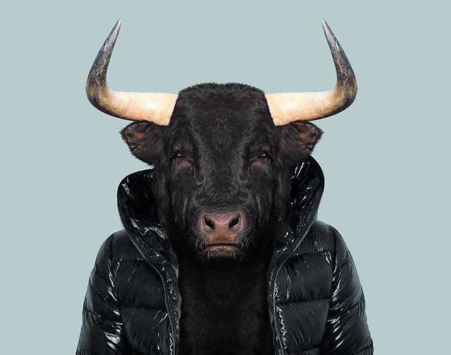 1473685493 animals dressed like humans zoo porraits yago partal 124 57d65de0dac0f  880