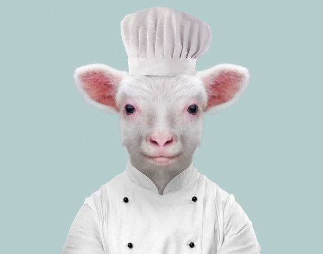 1473685624 animals dressed like humans zoo porraits yago partal 116 57d65dca19c0e  880