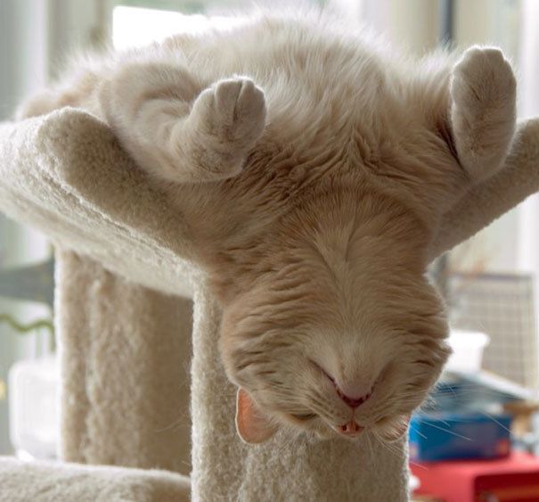 https://image.sistacafe.com/images/uploads/content_image/image/208698/1473828298-sleeping-cats-143-57d7aa56d7e0a__605.jpg