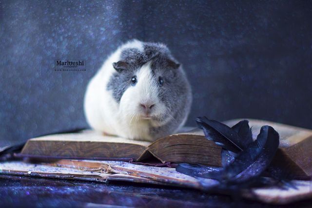 https://image.sistacafe.com/images/uploads/content_image/image/210484/1473997806-Mieps-the-photogenic-piggy-57da5560118e9__880.jpg