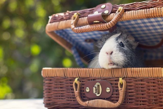 https://image.sistacafe.com/images/uploads/content_image/image/210492/1473997895-Mieps-the-photogenic-piggy-57da557e7945e__880.jpg