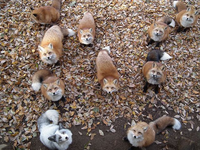 1474001293 zao fox village japan 34