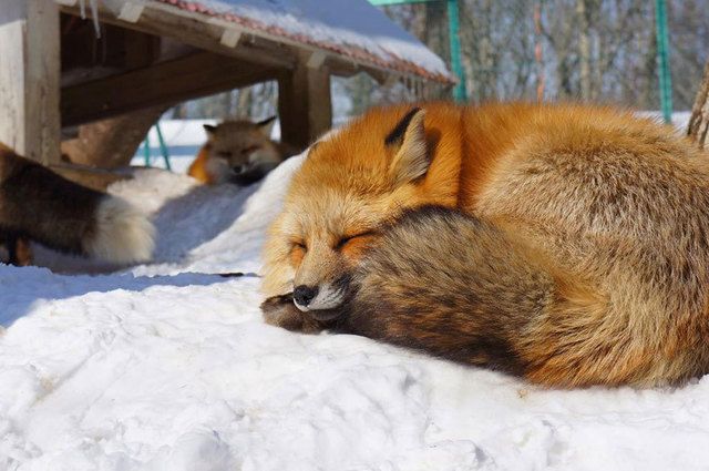 1474001939 zao fox village japan 18