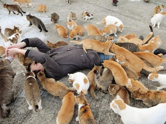1474003280 cats in aoshima island outnumber humans six to one