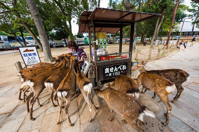 https://image.sistacafe.com/images/uploads/content_image/image/210764/1474006901-nara-japan-deer-281.jpg