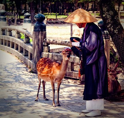 https://image.sistacafe.com/images/uploads/content_image/image/210772/1474007376-nara_deer.jpg